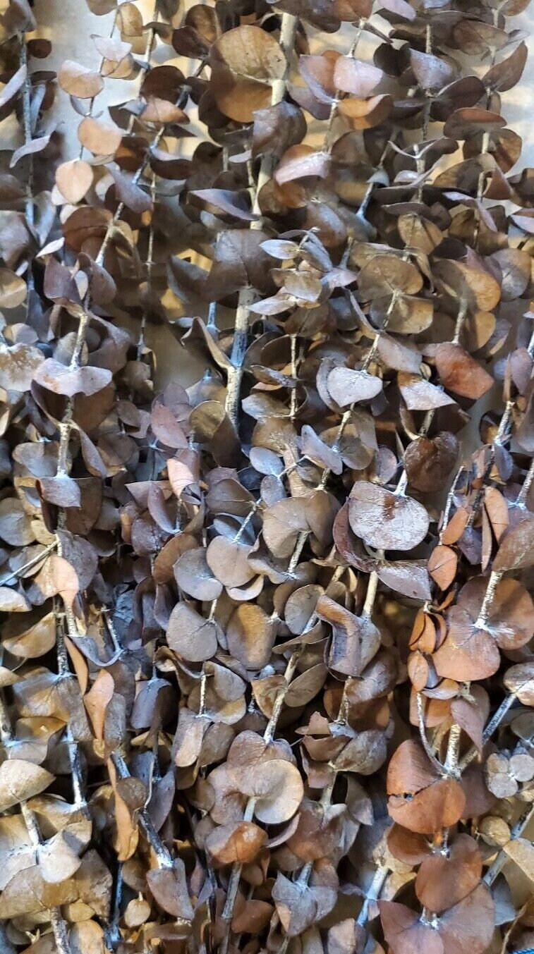 Preserved Eucalyptus Bush, Dried Eucalyptus, Eucalyptus, Natural 28”- 30" Tall