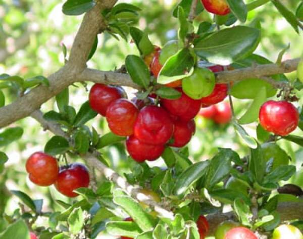 Acerola Extract (25% Vitamin C) Non-GMO, 100 Pure, Kosher, Raw, Non-Fillers, No Additives, Vegan, Bulk